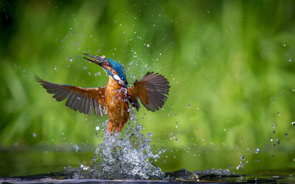 Vogelafbeelding op computer